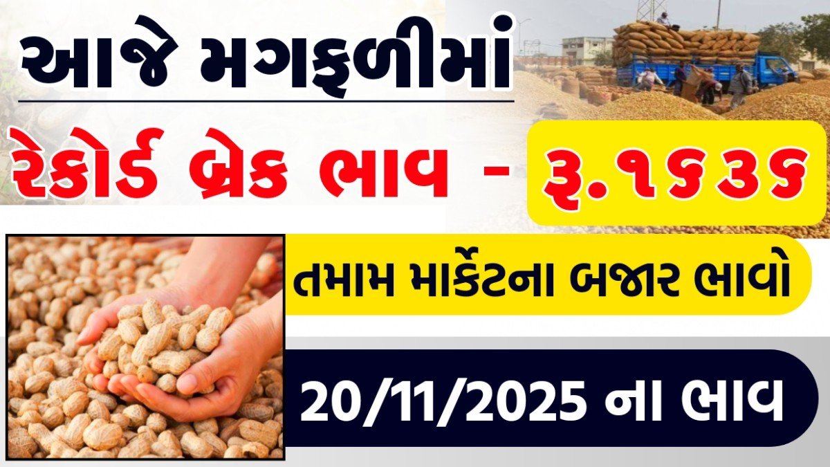 magfali bhav gujarat